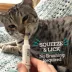 Vetality Brush-Free Oral Gel for Cats, 25 g image thumbnail 6