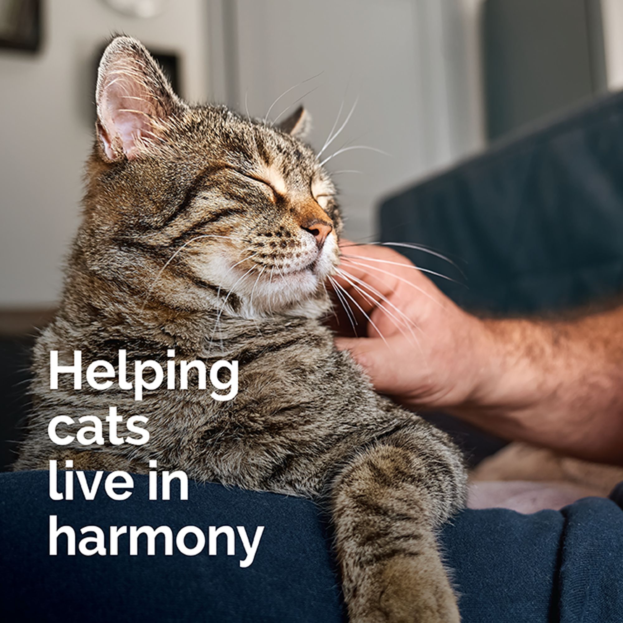 Vetality Cat Harmony Pet Calming Home Diffuser Refill, Stress & Anxiety Relief, 2 Count - thumbnail 8