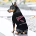 Pets First Arizona Cardinals Bold City Tee image thumbnail 2