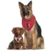 Pets First St. Louis SC Reversible Bandana image thumbnail 2