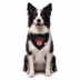 GMASON Team Canada Dog Bandana image thumbnail 1