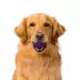 Playology® Bacon Scented Dual Layer Ball Dog Toy, Jumbo image thumbnail 3