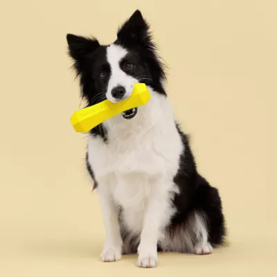Playology Chicken Scented Squeaky Chew Stick Dog Toy, Jumbo - Image 3