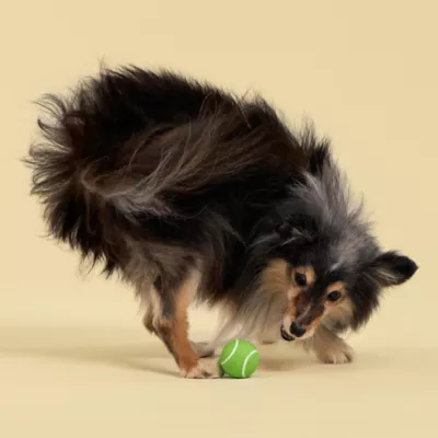 Playology Sweet Potato Scented Squeaky Chew Ball Dog Toy, Small 3-Pack - Image 3