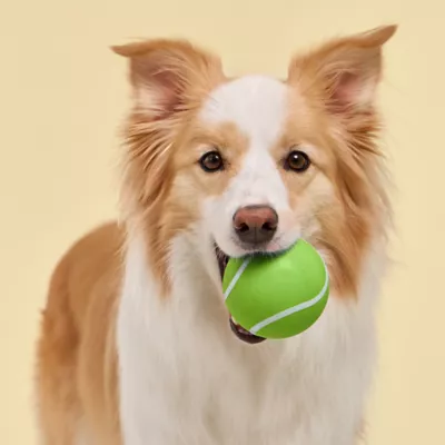 Playology® Sweet Potato Scented Squeaky Chew Ball Dog Toy, Jumbo - Image 5