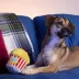 BARK Buttered Chompcorn Dog Toy image thumbnail 3