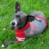 Pets First NC State Hoodie Tee image thumbnail 2