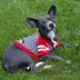 Pets First NC State Hoodie Tee image thumbnail 3