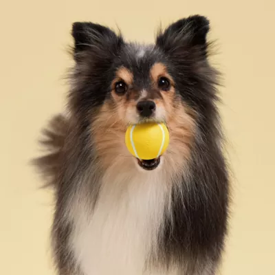 Playology Chicken Scented Squeaky Chew Ball Dog Toy, Small 3-Pack - Image 3