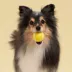 Playology Chicken Scented Squeaky Chew Ball Dog Toy, Small 3-Pack image thumbnail 3