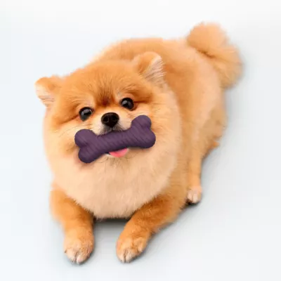 Playology® Bacon Scented Dual Layer Bone Dog Toy, Small - Image 3