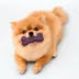 Playology® Bacon Scented Dual Layer Bone Dog Toy, Small image thumbnail 3