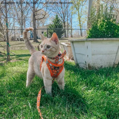 Sassy Meow Garfield Cat Collar - Image 6