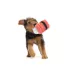 BARK Tuna Sushi Dog Plush Toy image thumbnail 2