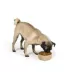 Top Paw® Tan Woof Ceramic Dog Bowl 12oz, 27oz, 64oz image thumbnail 6