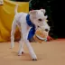 BARK Smores Plush Dog Toy image thumbnail 2