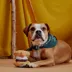 BARK Smores Plush Dog Toy image thumbnail 3