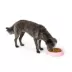 Top Paw® Basic Plastic Dog Bowl 27oz , Pink/Green/Blue image thumbnail 6