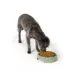 Top Paw® Basic Plastic Dog Bowl 27oz , Pink/Green/Blue image thumbnail 6