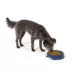 Top Paw® Basic Plastic Dog Bowl 27oz , Pink/Green/Blue image thumbnail 6
