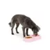 Top Paw® Plastic Double Diner Dog Bowl, 12OZ & 27OZ, Blue/Pink/Green image thumbnail 6