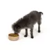 Top Paw® Tan Woof Ceramic Dog Bowl 12oz, 27oz, 64oz image thumbnail 6