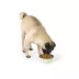 Top Paw® Dog & Bone Novelty Stainless Steel Dog Bowl 12oz, 27oz image thumbnail 6