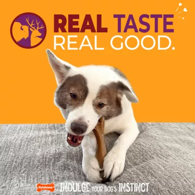 Nylabone® Meat Stick Dog Toy, Bison & Venison - Image 2