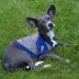 Florida Gators NCAA Hoodie T-Shirt image thumbnail 2