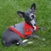 Georgia Bulldogs NCAA Hoodie T-Shirt image thumbnail 2