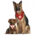 Pets First Atlanta Hawks Reversible Bandana image thumbnail 4