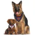 Chicago Bears NFL Reversible Pet Bandana image thumbnail 4