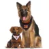 Cincinnati Bengals NFL Reversible Pet Bandana image thumbnail 4