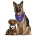 Florida Gators NCAA Reversible Pet Bandana image thumbnail 4