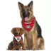 Georgia Bulldogs NCAA Reversible Pet Bandana image thumbnail 4