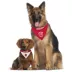 Indiana Hoosiers NCAA Reversible Pet Bandana image thumbnail 4