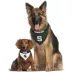 Pets First Michigan State Spartans NCAA Reversible Bandana image thumbnail 4