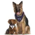 Pets First Penn State Nittany Lions NCAA Reversible Bandana image thumbnail 4