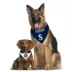 Pets First Seattle Mariners MLB Pet Bandana image thumbnail 4