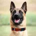 Pets First Chicago Bears Satin Collar image thumbnail 3