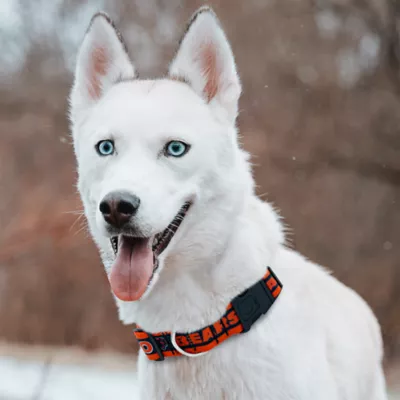 Pets First Chicago Bears Satin Collar - Image 4