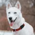 Pets First Chicago Bears Satin Collar image thumbnail 4