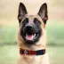 Pets First Cleveland Browns Satin Collar image thumbnail 3