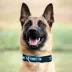 Pets First Detroit Lions Satin Cat Collar image thumbnail 4