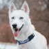 Pets First Indianapolis Colts Satin Collar image thumbnail 4