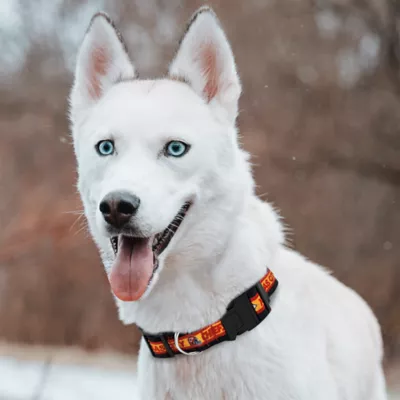 Pets First Kansas City Chiefs Satin Dog Collar - Image 4