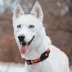 Pets First Kansas City Chiefs Satin Dog Collar image thumbnail 4