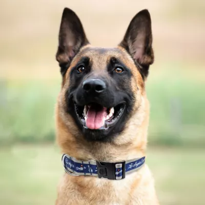 Pets First Los Angeles Dodgers Satin Pet Collar - Image 3