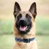 Pets First Los Angeles Dodgers Satin Pet Collar image thumbnail 3