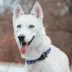 Pets First Los Angeles Dodgers Satin Pet Collar image thumbnail 4